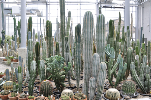 cacti at the International Peace Garden